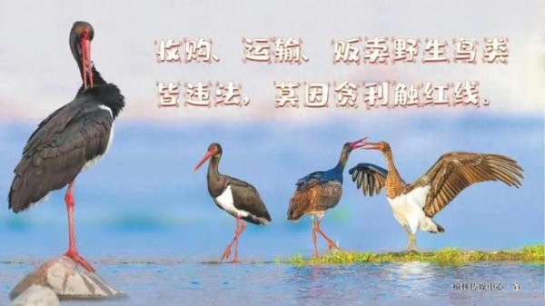 环球策路 收购、运输、贩卖野生鸟类？违法必究，代价沉重！